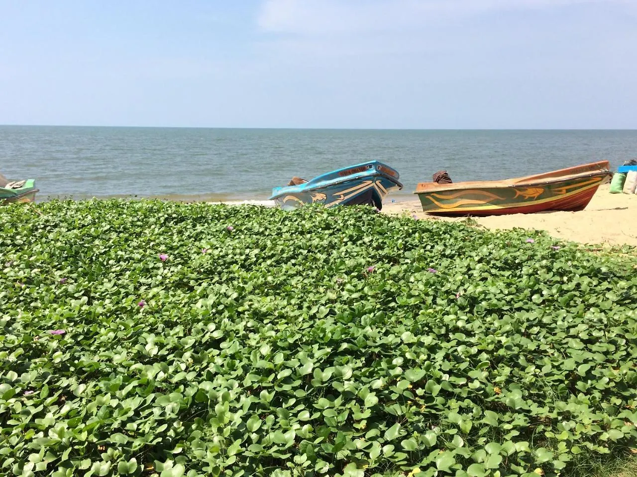 The Alexis'S Guest House Negombo Homestay